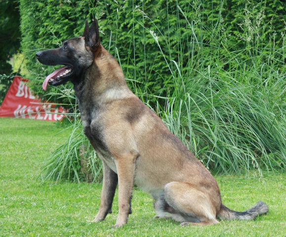 Nvbk sales malinois breeders